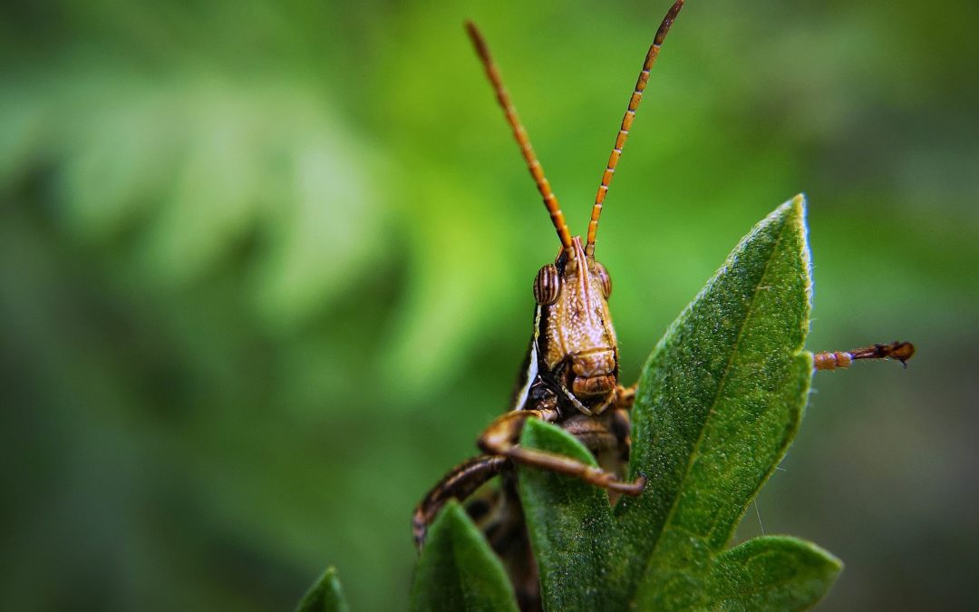 BugFest