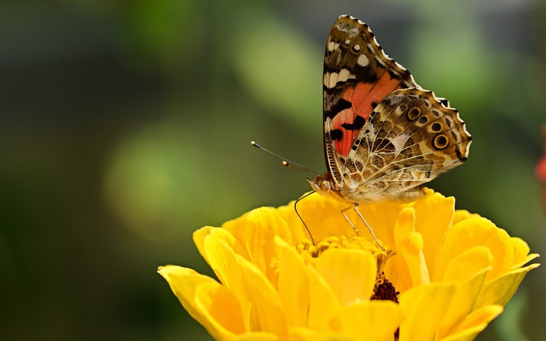 The Last Butterflies with author Dr. Nick Haddad