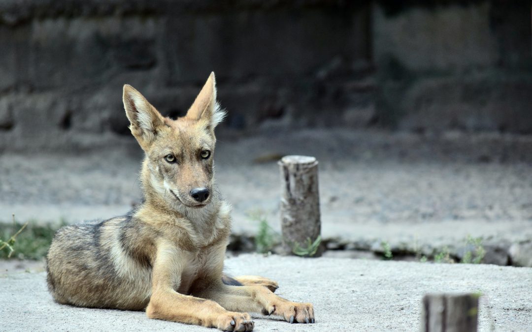 Science Cafe: Bears and Coyotes in the Triangle