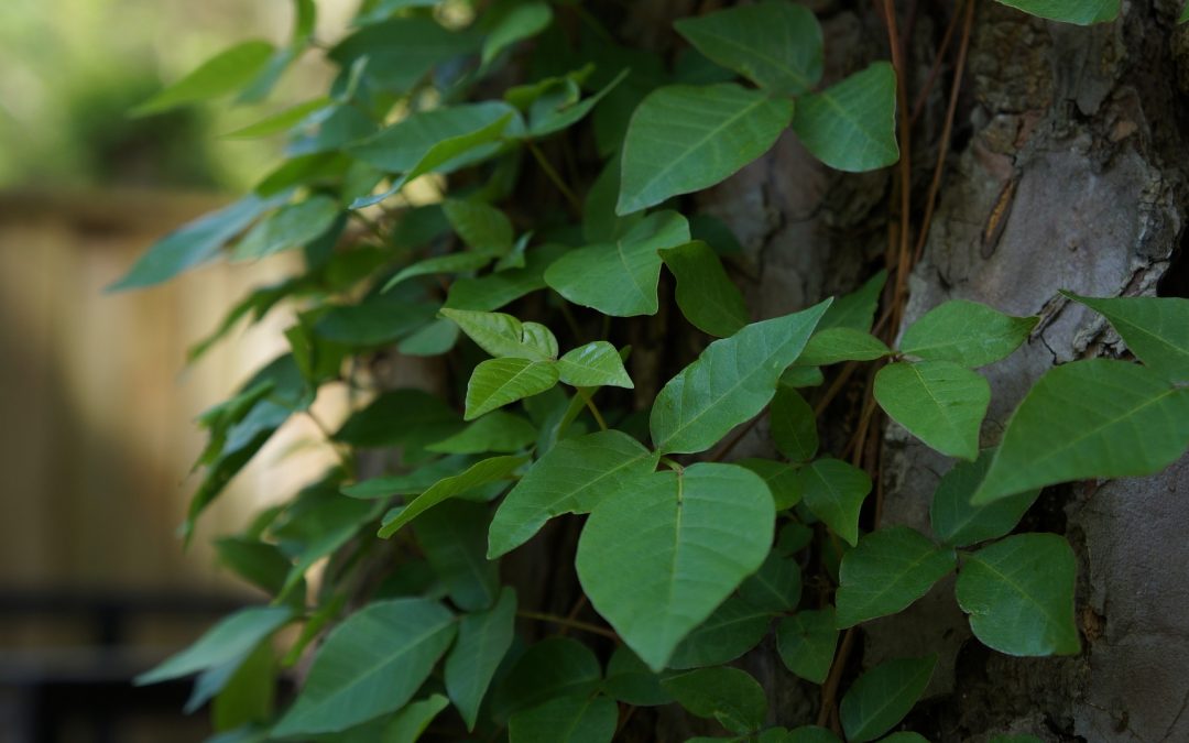 Science Cafe: Poisonous Plants