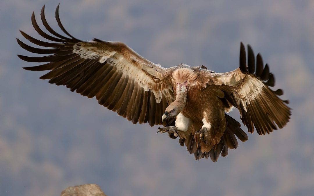 Science Cafe: Vultures!