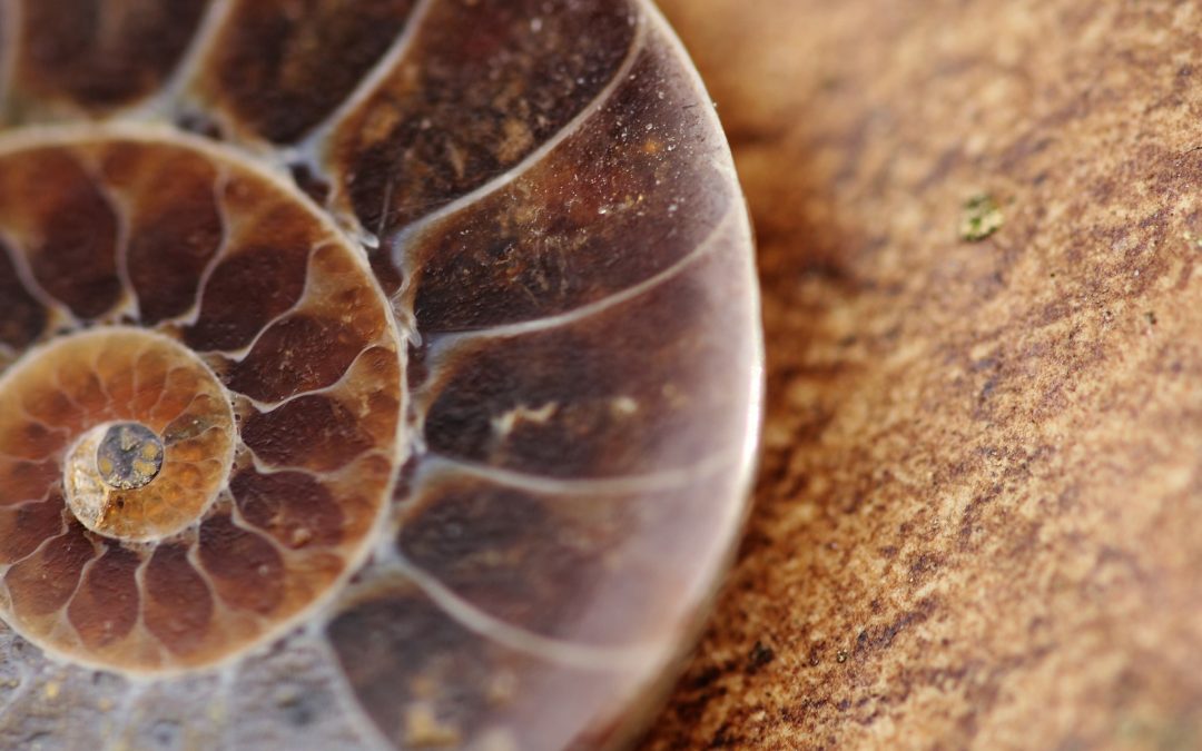 Science Cafe: Life Before the Dinosaurs