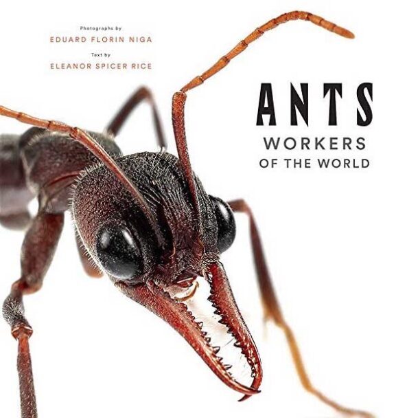 ants