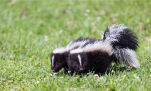 photo of two skunks huddled in the grass
